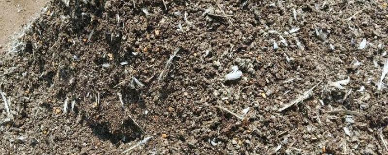 鸽子粪发酵成有机肥的方法，与秸秆混匀再装入发酵池中并覆盖草帘