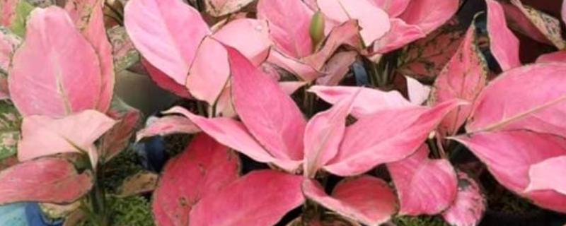 粉色花叶万年青有没有毒，属于天南星科植物全株有毒