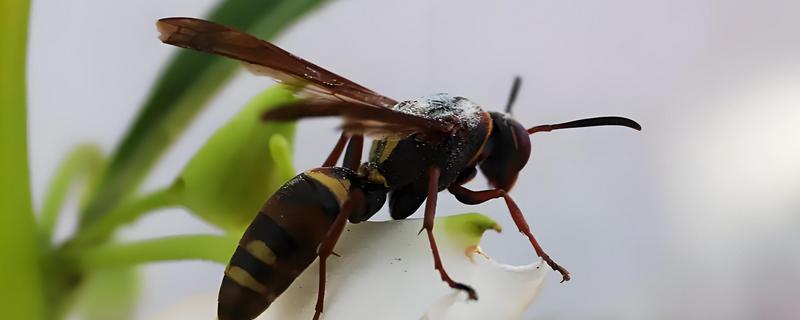 被马蜂蛰了怎么处理，应当快速远离蜂巢并清洗伤处