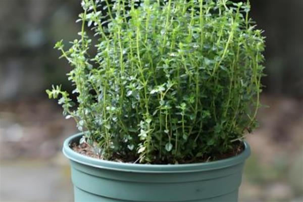 百里香怎么养殖才可以爆盆,要保持土壤处于湿润状态