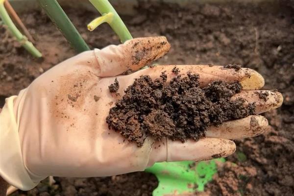 百里香怎么养殖才可以爆盆,要保持土壤处于湿润状态