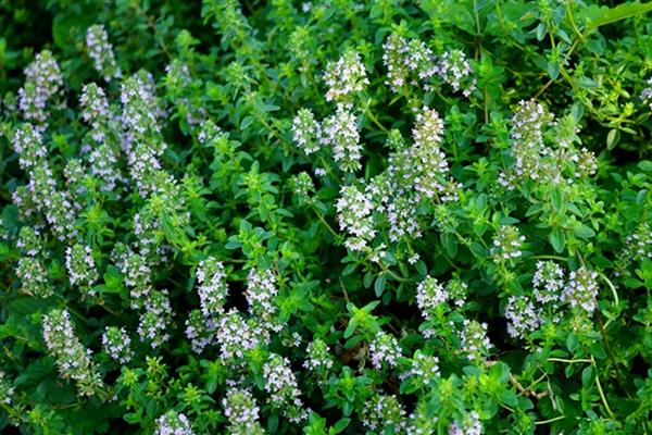 百里香怎么养殖才可以爆盆,要保持土壤处于湿润状态