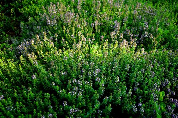 百里香怎么养殖才可以爆盆,要保持土壤处于湿润状态