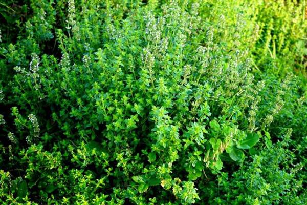 百里香怎么养殖才可以爆盆,要保持土壤处于湿润状态