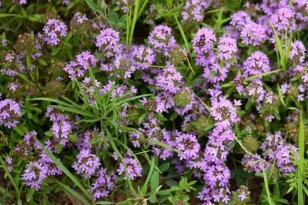 百里香怎么养殖才可以爆盆,要保持土壤处于湿润状态