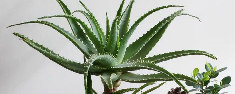 芦荟有哪些作用，可美容艳阳且防御病毒