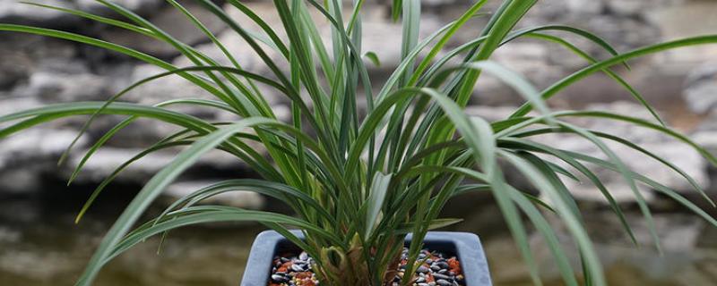 春兰怎么养护，平时让土壤保持30%的湿度