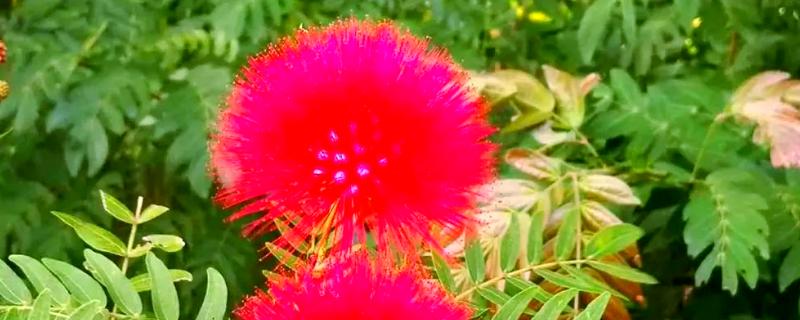 朱缨花与合欢花有什么区别，前者属于朱缨花属、后者属于合欢属