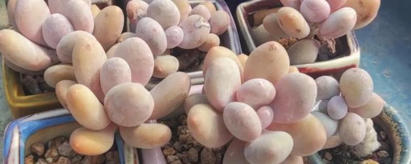 桃美人有没有毒，属于无毒植物可放心养殖