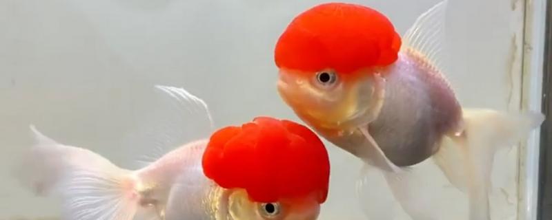 鹤顶红金鱼的简介，头部长有高耸的红色肉瘤