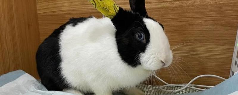 兔子为什么要绝育，发情时性情暴躁且不易管理