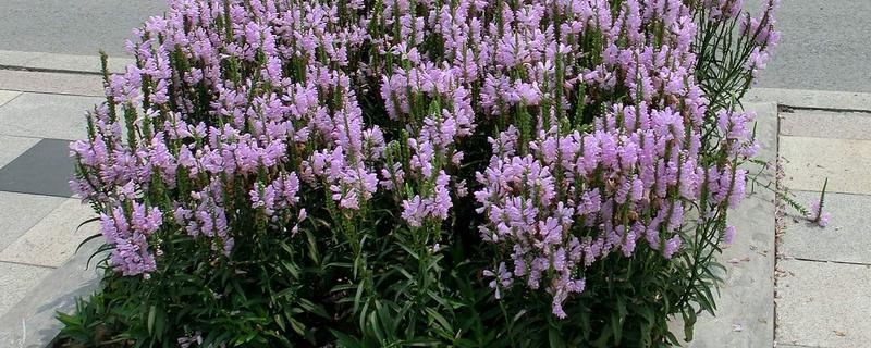 假龙头花冬天养护方法，应将室温控制在5℃以上