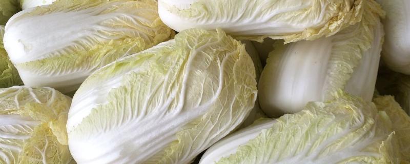 娃娃菜与大白菜有何区别，外形、颜色、口感等方面都不同