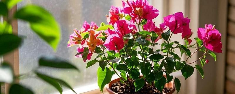 三角梅的播种方法，浸种发芽后再撒播覆土