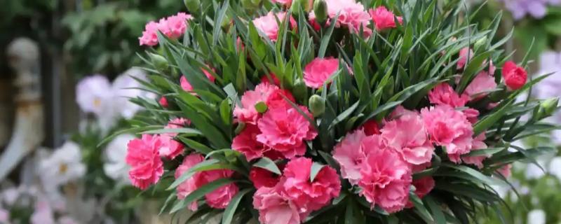 康乃馨枝干枯了怎么办，缺光时转移到向阳处会恢复生长