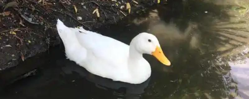 成年鸭子不吃食如何处理，根据病因使用不同的药物