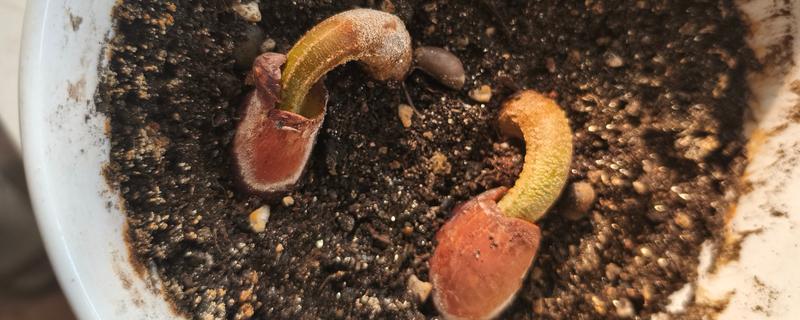 榴莲核怎么栽培，浸种催芽后再播种