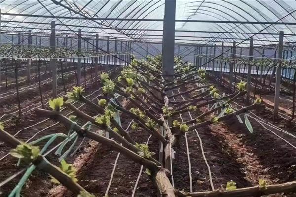 葡萄用什么肥好，基肥应以长效的有机肥为主