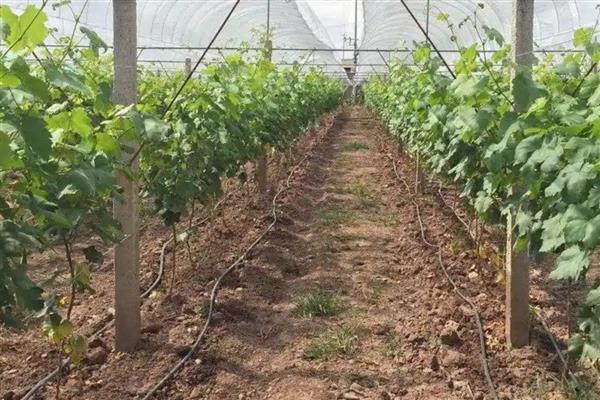 葡萄用什么肥好，基肥应以长效的有机肥为主