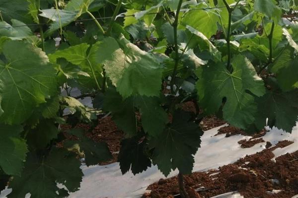 葡萄用什么肥好，基肥应以长效的有机肥为主