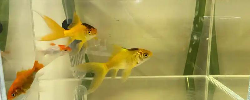 鱼缸水变黄了如何处理，最好的办法就是换水