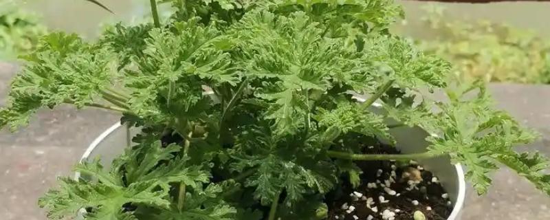 驱蚊草换盆后萎蔫如何解决，根据发生原因采取对应措施