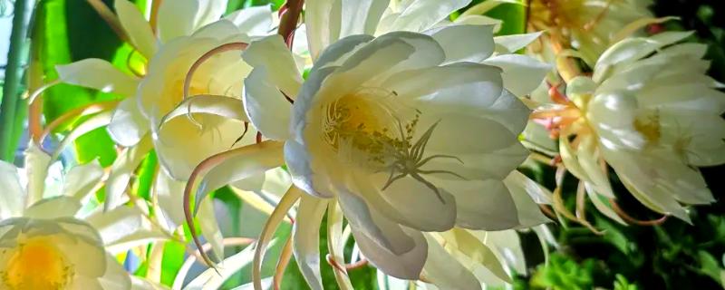 昙花有没有香味，香味特别但无毒