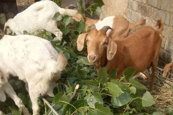 羊一天吃多少干苜蓿草，数量是其体重的3-4%左右