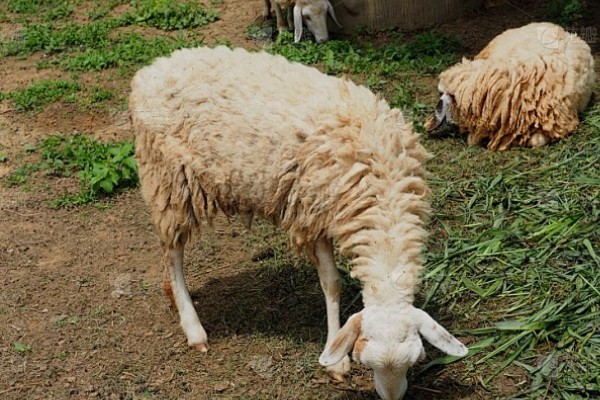 羊一天吃多少干苜蓿草，数量是其体重的3-4%左右