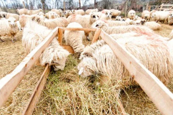 羊一天吃多少干苜蓿草，数量是其体重的3-4%左右