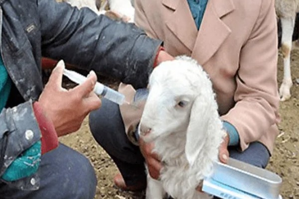 羊一天吃多少干苜蓿草，数量是其体重的3-4%左右