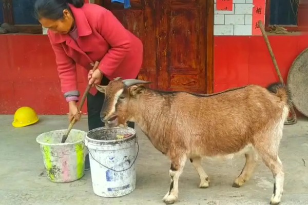 羊一天吃多少干苜蓿草，数量是其体重的3-4%左右