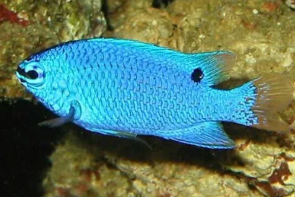 蓝袖鲷好不好养，饲养难度较大