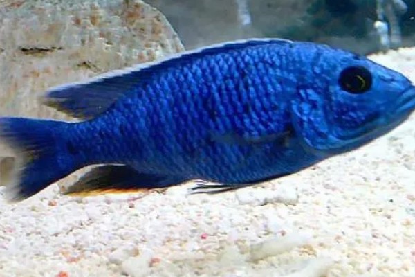 蓝袖鲷好不好养，饲养难度较大