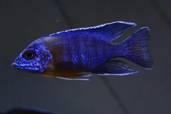 蓝袖鲷好不好养，饲养难度较大