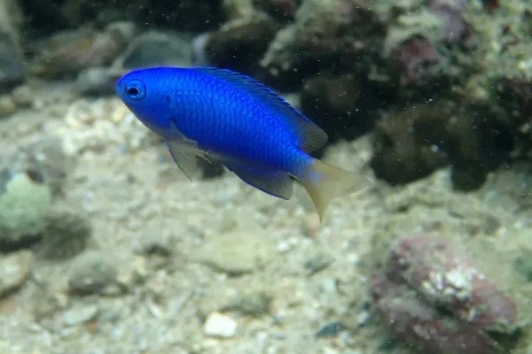 蓝袖鲷好不好养，饲养难度较大