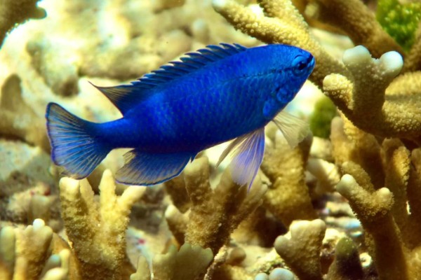 蓝袖鲷好不好养，饲养难度较大