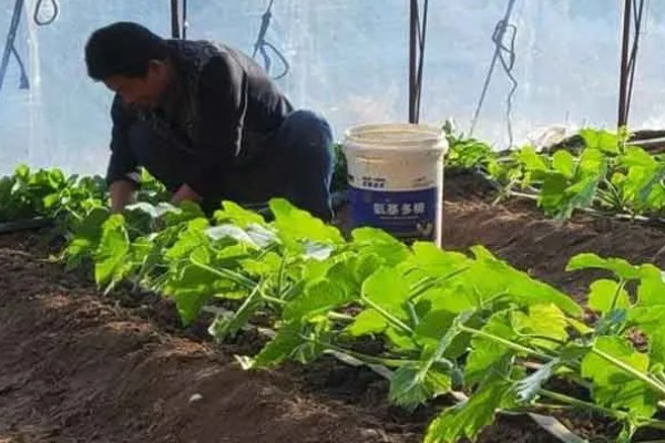 降低蔬菜肥料污染的方法，可重施有机肥