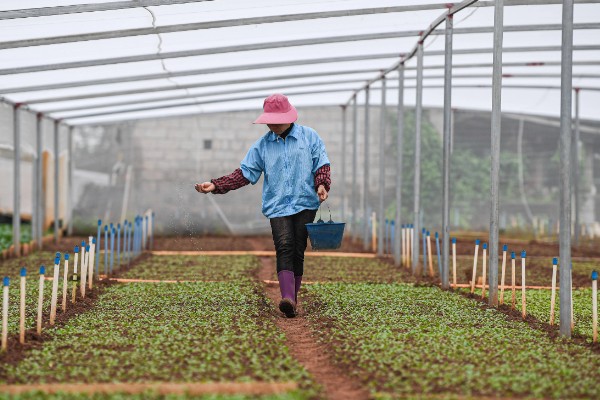 降低蔬菜肥料污染的方法，可重施有机肥