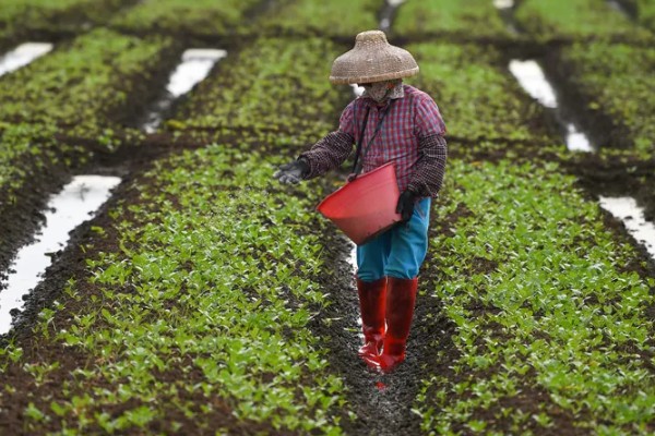 降低蔬菜肥料污染的方法，可重施有机肥
