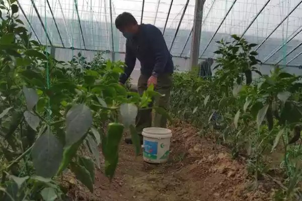 降低蔬菜肥料污染的方法，可重施有机肥