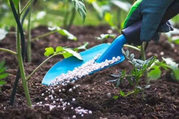 降低蔬菜肥料污染的方法，可重施有机肥