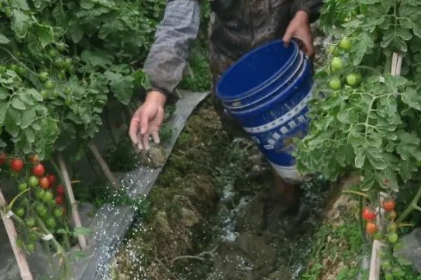 降低蔬菜肥料污染的方法，可重施有机肥