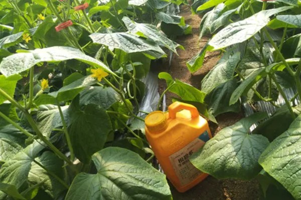 降低蔬菜肥料污染的方法，可重施有机肥