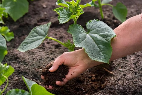 降低蔬菜肥料污染的方法，可重施有机肥