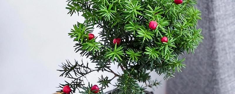 红豆杉大面积黄叶枯枝如何解决，遇到强光时要将植株转移到阴凉处