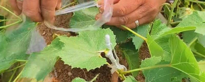 葡萄树什么时候嫁接，适合在5-6月份进行