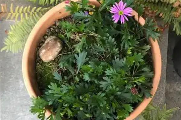 姬小菊的播种方法，每盆播种2-3颗