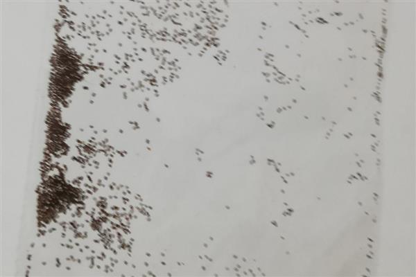 姬小菊的播种方法，每盆播种2-3颗