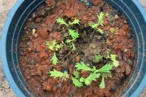 姬小菊的播种方法，每盆播种2-3颗